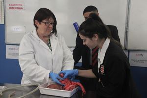 HEART AND LUNG DISSECTION 16