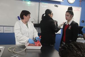 HEART AND LUNG DISSECTION 17