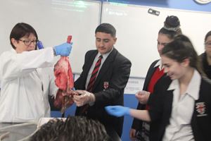 HEART AND LUNG DISSECTION 18