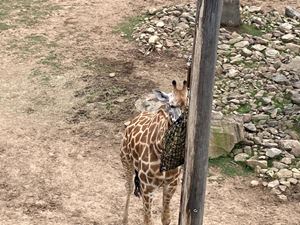 sydney-zoo-04