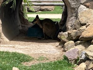 sydney-zoo-05